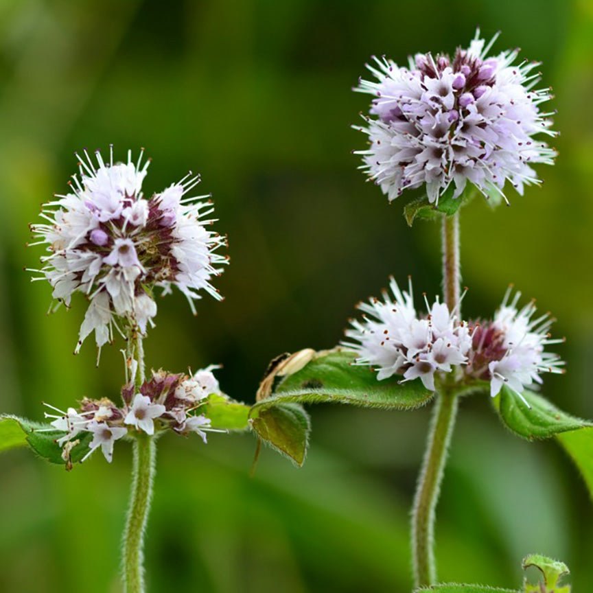 Ngọn bạc hà bergamot, lá tía ở mép