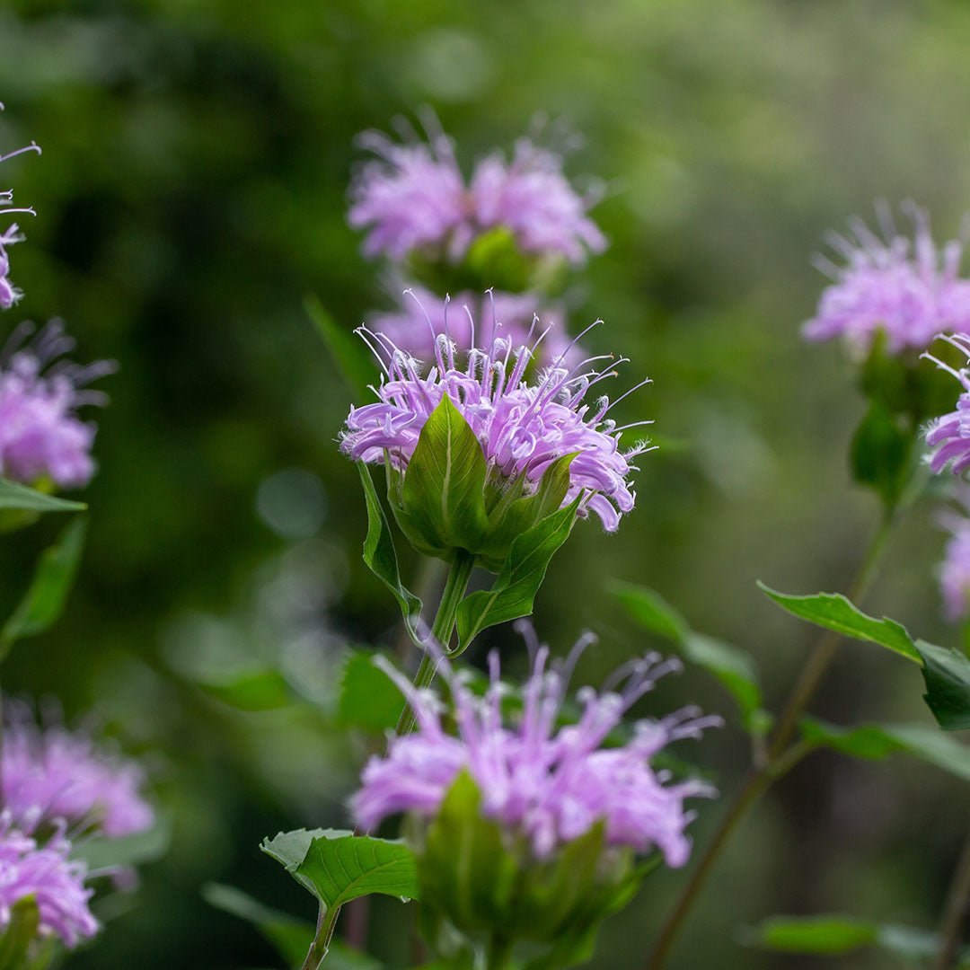 Hoa bee balm tím hồng