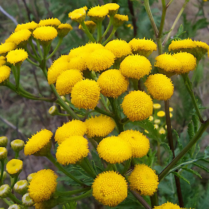 Hoa blue tansy vàng, nhỏ, mọc thành cụm tròn