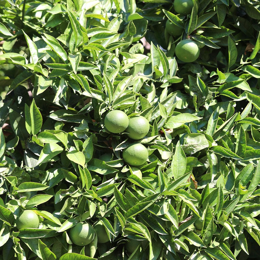 Quả bergamot còn xanh trên cây