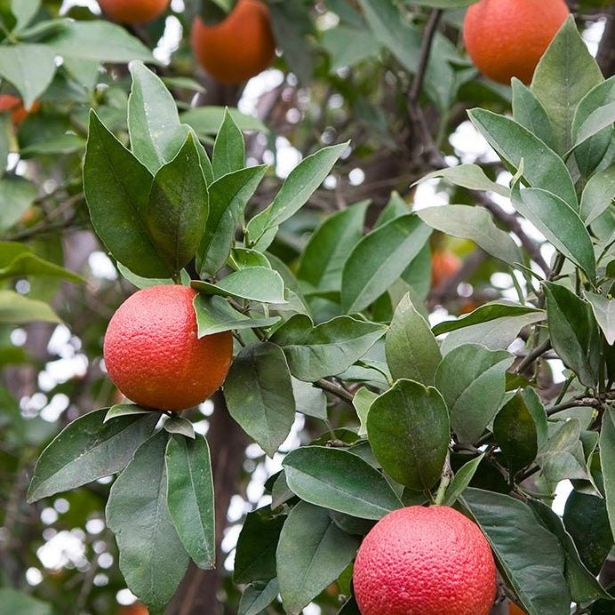 Cam đỏ bổ đôi, ruột đỏ