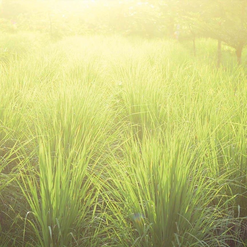 Bụi cỏ chanh lá dài