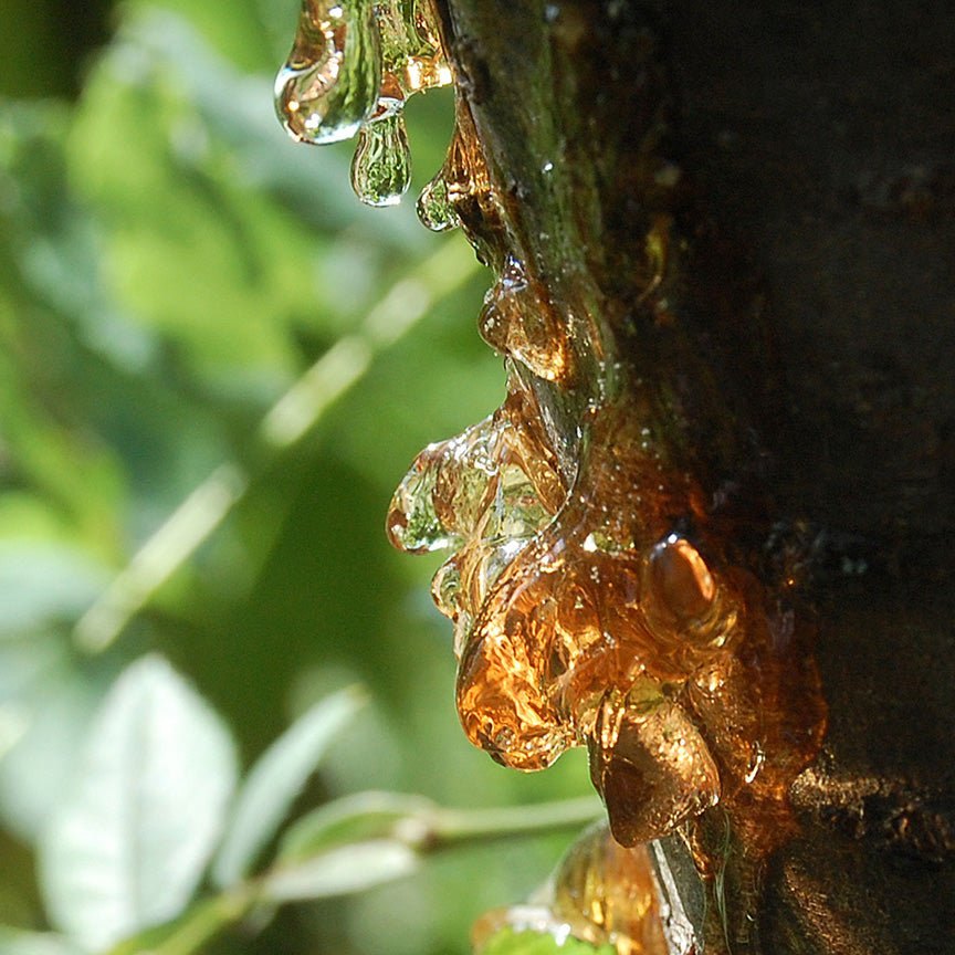 Nhựa copaiba chảy trên vỏ cây