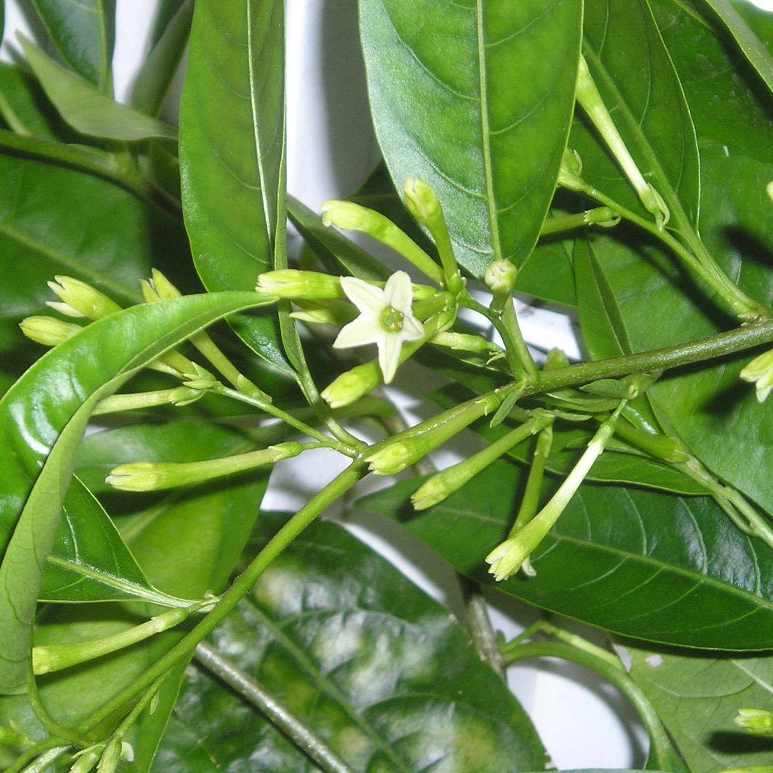 Hoa dạ hương hình ống, màu xanh nhạt, mọc thành chùm trên cành