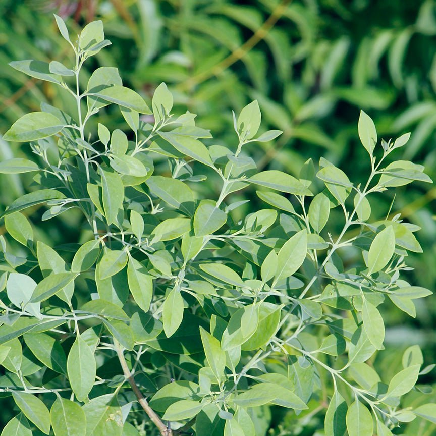 Bụi đàn hương lá xám xanh