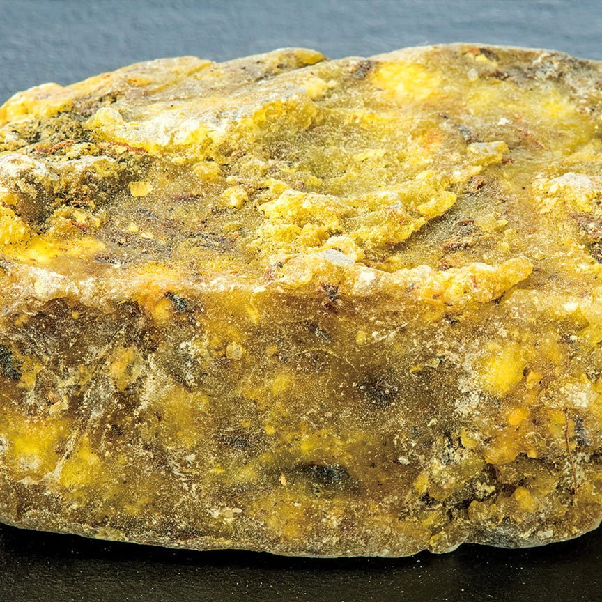 Nhựa elemi trắng đục trên vỏ cây