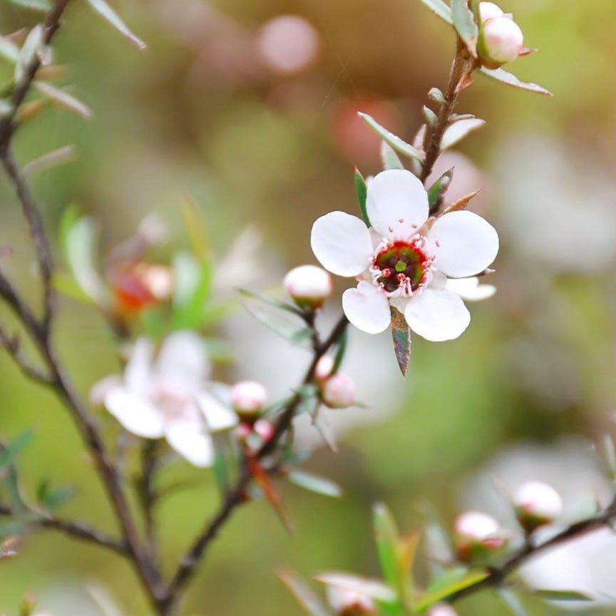 Cành fragonia lá nhỏ