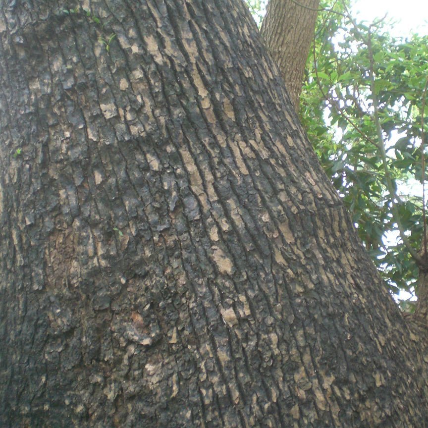 Thân cây long não trong rừng