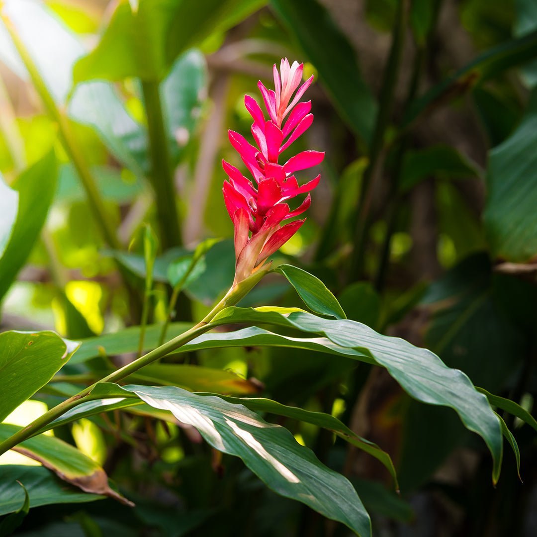 Hoa gừng đỏ hồng vươn giữa lá