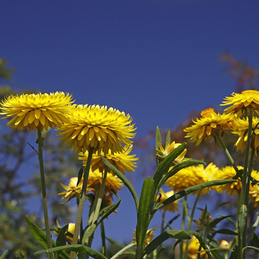 Hoa Helichrysum bracteiferum vàng, mọc thành cụm