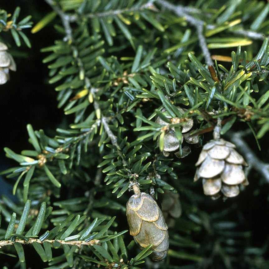 Lá kim hemlock dẹt