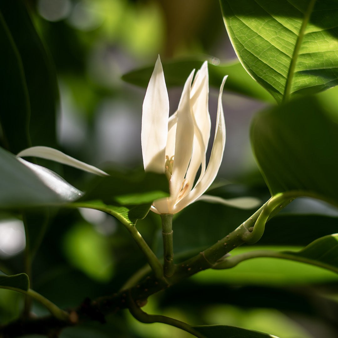 Hoa ngọc lan trắng, cánh thuôn hẹp giữa lá xanh