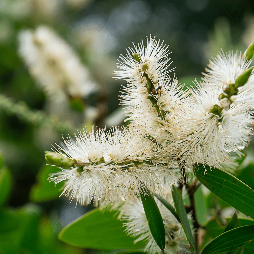 Hoa honey myrtle trắng hình chổi