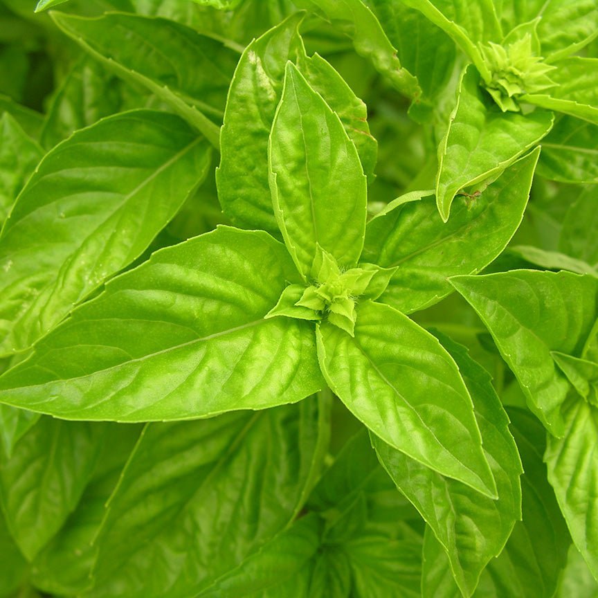 Ngọn húng quế, lá xanh bóng