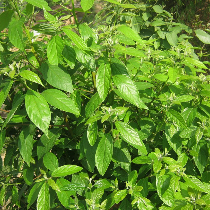 Lá quế non trên cành