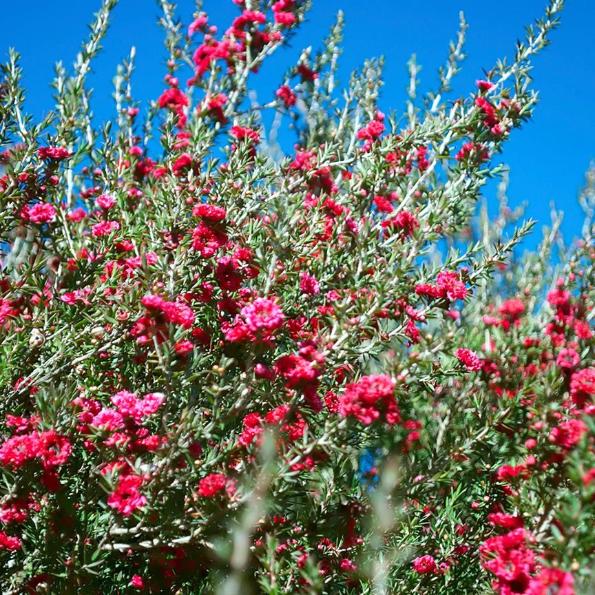 Bụi manuka nở hoa đỏ hồng