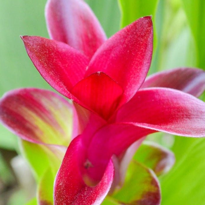 Củ nghệ đen cắt lát