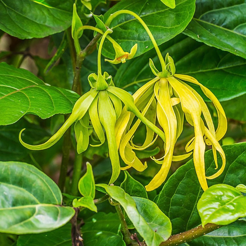 Hoa ngọc lan tây vàng rủ xuống
