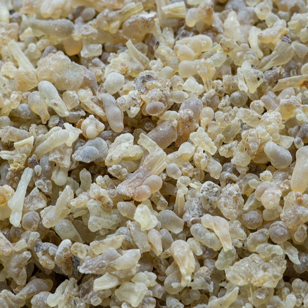 Nhựa nhũ hương serrata