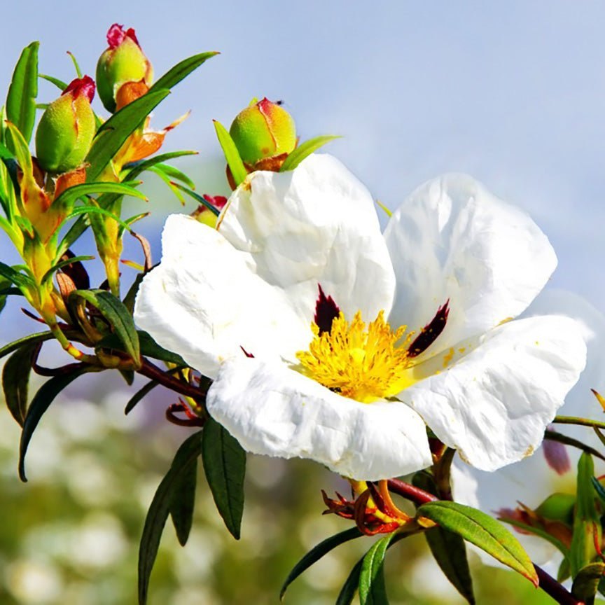 Hoa cistus trắng nhuỵ vàng