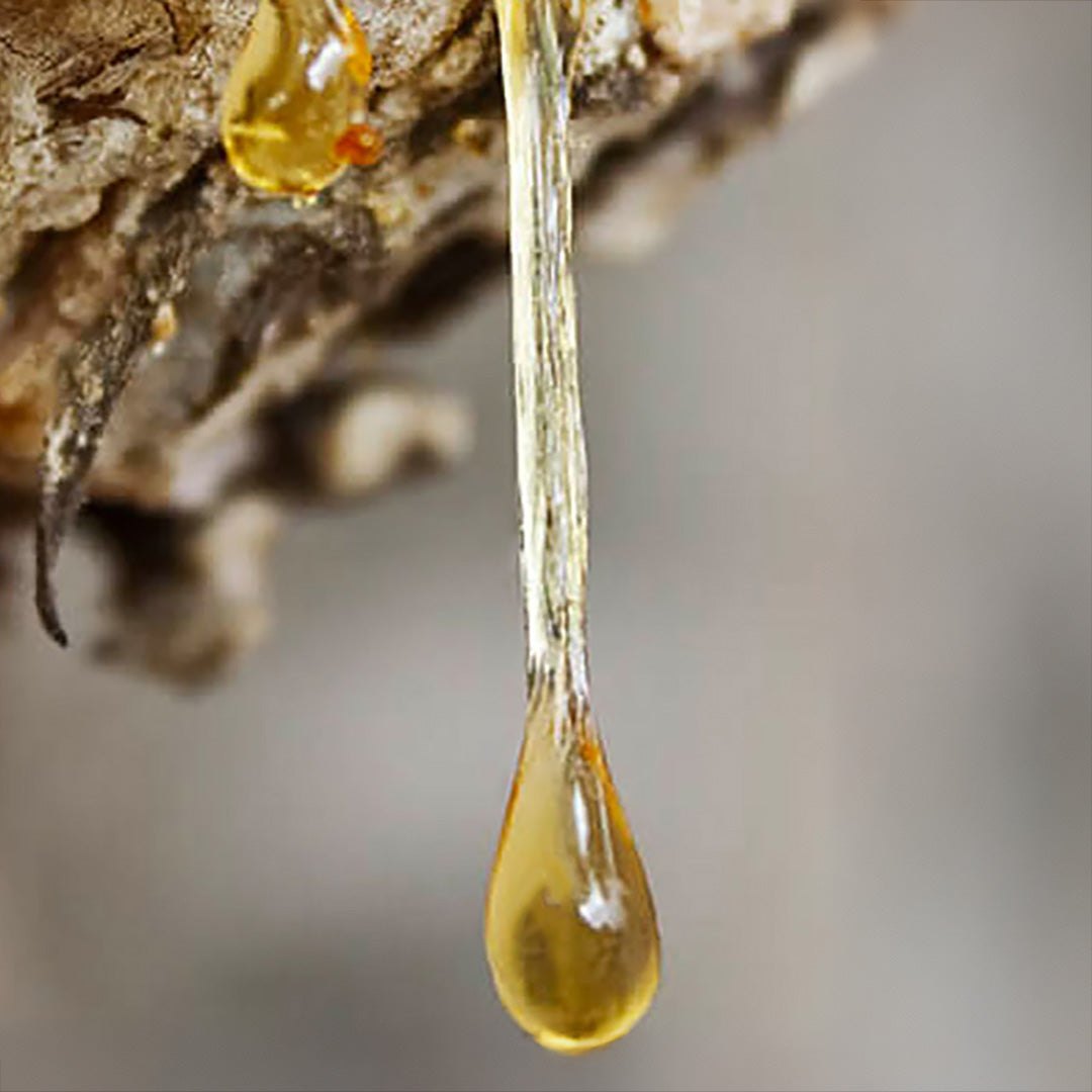 Nhựa balsam chảy thành giọt trên vỏ cây