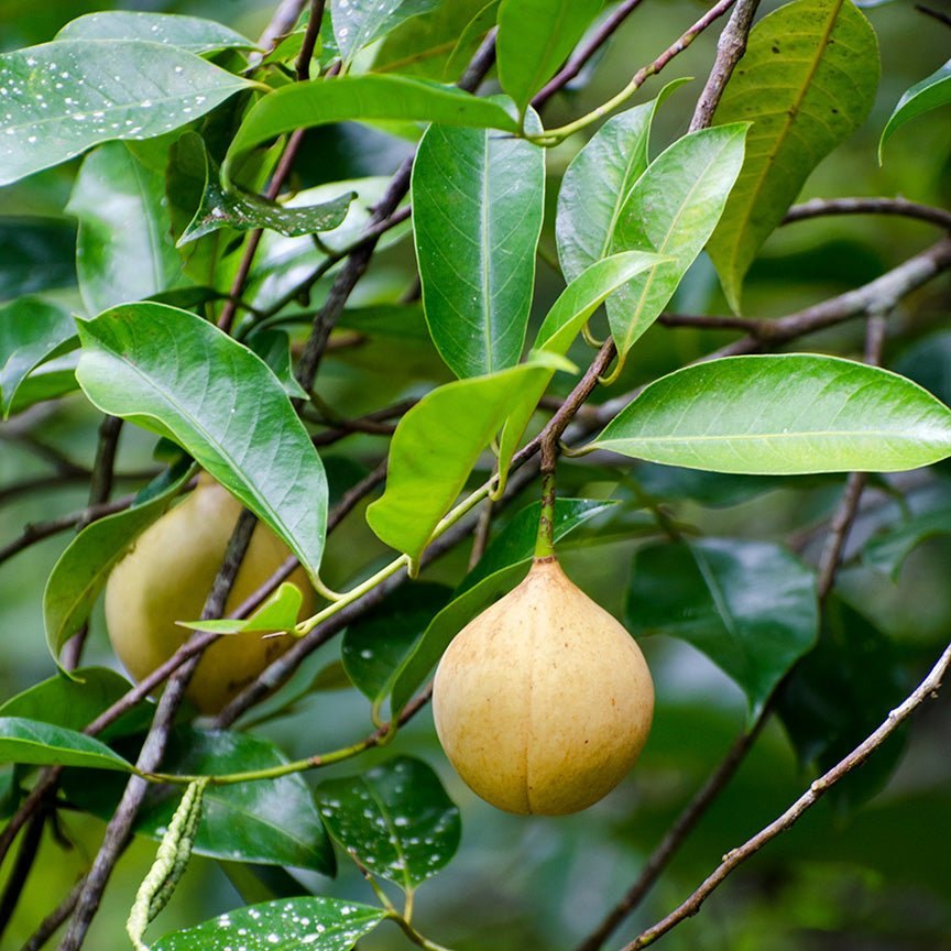 Quả nhục đậu khấu chín trên cành
