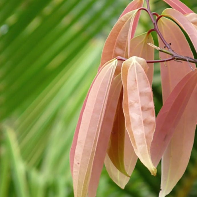 Lá quế tamala ba gân dọc