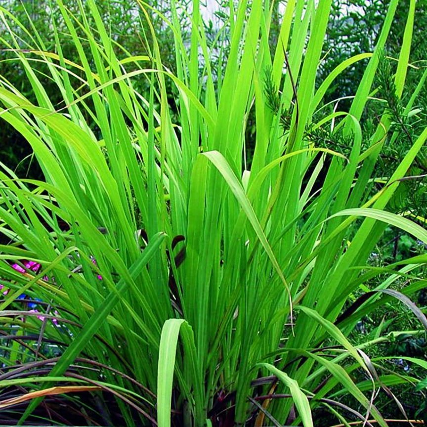 Cỏ sả hoa hồng mọc thành đám