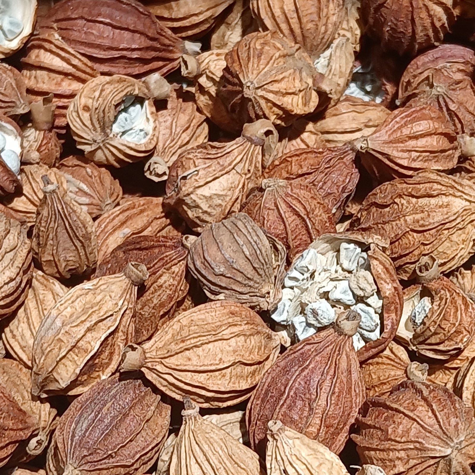 Quả sa nhân khô, vỏ nâu nhạt, có hạt lộ ra