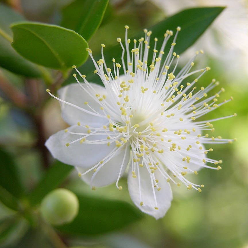 Cành myrtle với quả đen chín