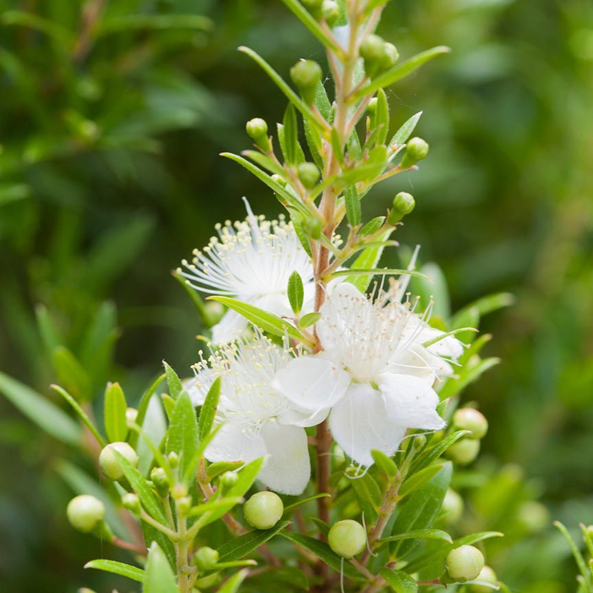 Lá myrtle xanh bóng
