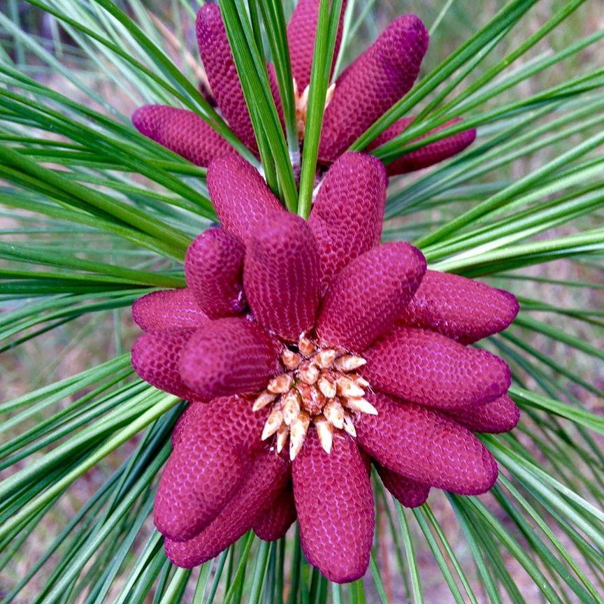 Vỏ và lá thông Ponderosa
