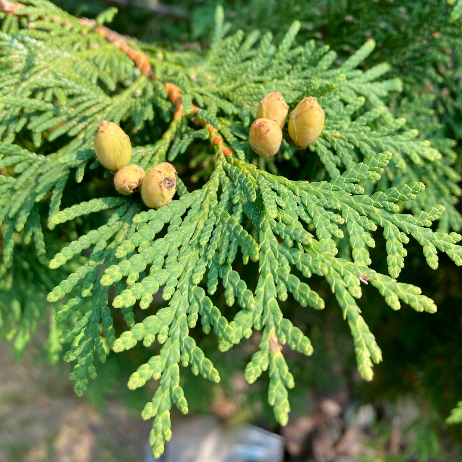 Cành thuja lá vảy xanh với nón nhỏ màu vàng nâu