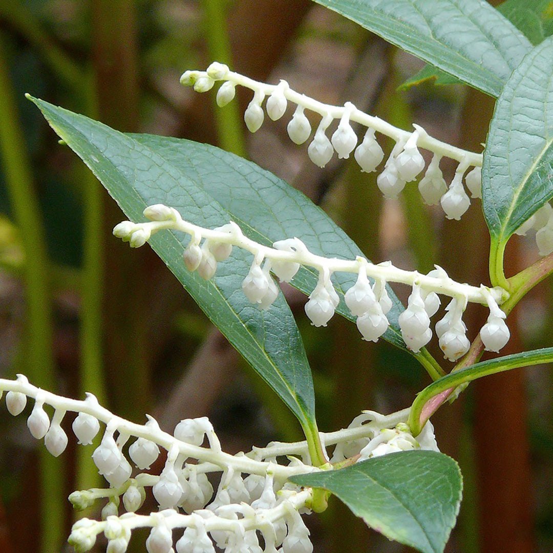 Lá và quả wintergreen