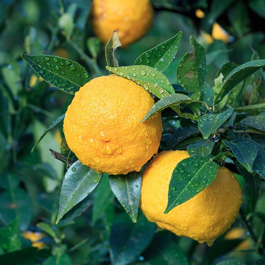 Quả yuzu vàng sần trên cành