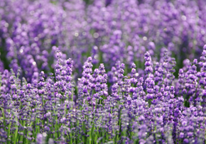 Picture for category Hoa Oải Hương (Lavender)