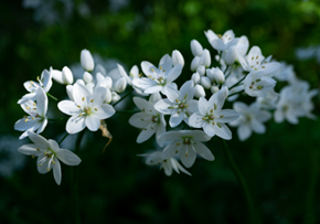 Picture for category Hoa Nhài (Jasmine)