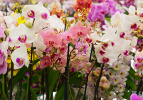 Picture for category Hoa Lan (Orchid)