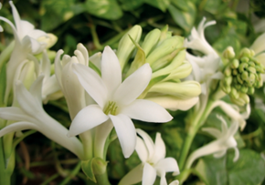 Picture for category Hoa Huệ (Tuberose)