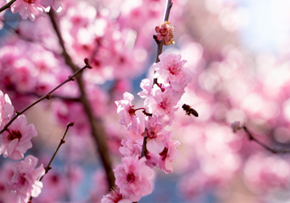 Picture for category Hoa Anh Đào (Sakura)