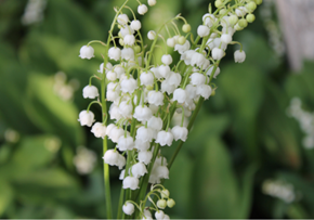 Picture for category Hoa Linh Lan (LILY)