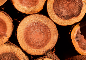 Picture for category Cedarwood