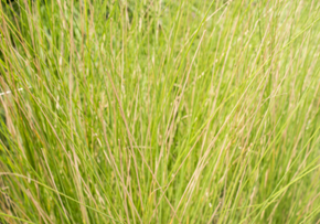 Picture for category Vetiver