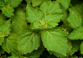 Picture for category Patchouli